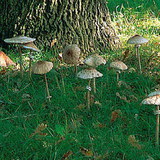 Parasol mushrooms