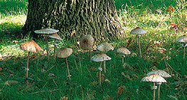 Parasol mushrooms