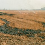 Κάψιμο καλαμιών