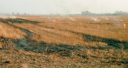 Κάψιμο καλαμιών