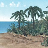 Flora of the Jurassic period