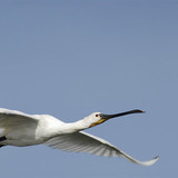 Eurasian spoonbill in flight