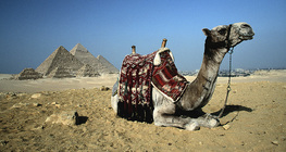 Camel at the Pyramids of Giza