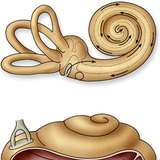 The spread of the vibrations in the cochlea (in the ear)