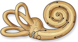 The spread of the vibrations in the cochlea (in the ear)