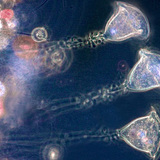 Βορτιτσέλα (πρωτόζωο γλυκού νερού)