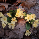 Primrose