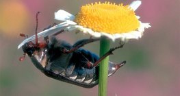 Cockchafer eating