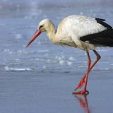 White stork on ice