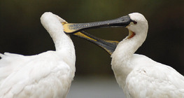 Eurasian spoonbills