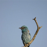 European roller