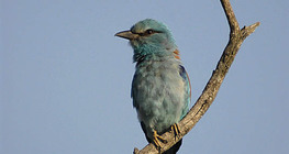 European roller