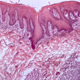 Cross section of human tongue