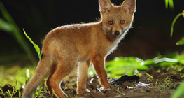 Fox cub