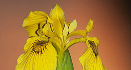 Yellow iris