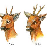 Az őzbak agancsának fejlődése