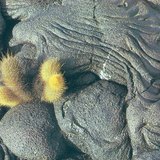 στερεοποιημένη λάβα