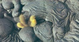 στερεοποιημένη λάβα