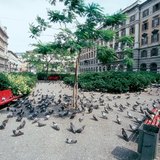 Pigeons in a public place