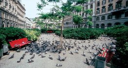 Pigeons in a public place