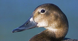 Common pochard (female)