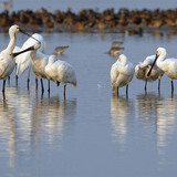 Eurasian spoonbills