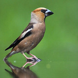 Hawfinch