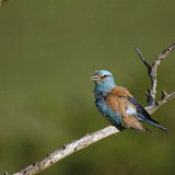 European roller