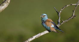 European roller