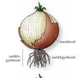 A hagyma és hosszmetszete
