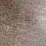 Ανθρώπινος εγκεφαλικός φλοιός με τα διαφορετικά κυτταρικά στρώματα