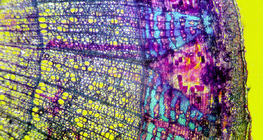 Διατομή φλοιού tilia (βρώμενο, με έγχρωμο φόντο)