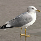 Caspian gull