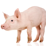 Γουρουνάκι