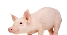 Γουρουνάκι