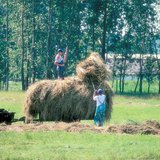 Stacking hay