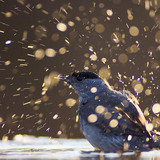 Eurasian blackcap bathing