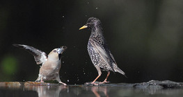 Hawfinch and Starling