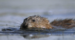Muskrat swimming