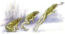 Η τεχνική άλματος του βατράχου