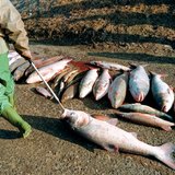 Dead fish after the 2000 Tisza cyanide spill