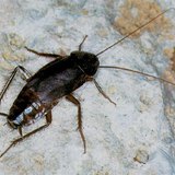 Common cockroach