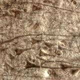 Ανθρώπινος εγκεφαλικός φλοιός με γιγαντιαία πυραμιδοειδή κύτταρα