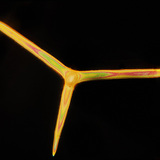 Sponge spicules (Leuconia solida)