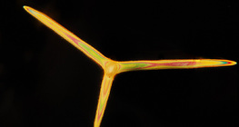 Sponge spicules (Leuconia solida)