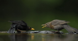 Common blackbirds