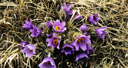 Greater pasque flower