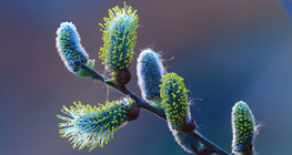 Catkins on a willow