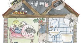 Residential buildings can host a variety of arthropods