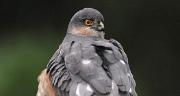 Eurasian sparrowhawk looking back